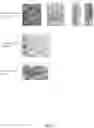 Fig. 09 - Methods for targeted insertion of DNA in genes