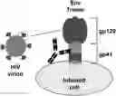 Fig. 01 - PROTEIN RESIDUE MAPPING USING A COMBINATION OF DEEP MUTATIONAL SCANNING AND PHAGE DISPLAY HIGH THROUGHPUT SEQUENCING