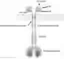 Fig. 01 - ANTIGEN BINDING MOLECULES AND METHODS OF SCREENING THEREOF