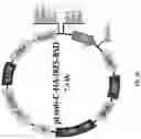 Fig. 04 - ANTIGEN BINDING MOLECULES AND METHODS OF SCREENING THEREOF