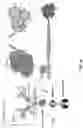 Fig. 14 - ANTIGEN BINDING MOLECULES AND METHODS OF SCREENING THEREOF