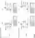 Fig. 28 - ANTIGEN BINDING MOLECULES AND METHODS OF SCREENING THEREOF