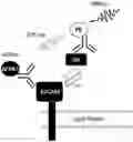 Fig. 01 - Method of Selecting for Antibodies