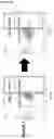 Fig. 12 - Method of Selecting for Antibodies