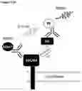 Fig. 17 - Method of Selecting for Antibodies