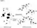 Fig. 19 - Method of Selecting for Antibodies