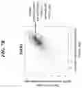 Fig. 11 - METHODS FOR SCREENING FOR CANCER TARGETS