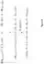 Fig. 04 - OLIGONUCLEOTIDE DIRECTED AND RECORDED COMBINITORIAL SYNTHESIS OF ENCODED PROBE MOLECULES