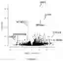 Fig. 06 - CHMP2A as a Regulator of Natural Killer Cell-Mediated Activity