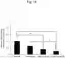 Fig. 15 - HETERO DOUBLE-STRANDED antimiR