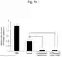 Fig. 19 - HETERO DOUBLE-STRANDED antimiR