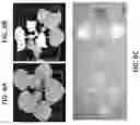 Fig. 07 - INTRODUCING SILENCING ACTIVITY TO DYSFUNCTIONAL RNA MOLECULES AND MODIFYING THEIR SPECIFICITY AGAINST A GENE OF INTEREST