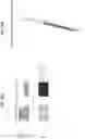 Fig. 44 - INTRODUCING SILENCING ACTIVITY TO DYSFUNCTIONAL RNA MOLECULES AND MODIFYING THEIR SPECIFICITY AGAINST A GENE OF INTEREST