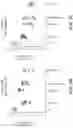 Fig. 05 - COMPOSITIONS AND METHODS FOR THE TREATMENT OF KRAS ASSOCIATED DISEASES OR DISORDERS