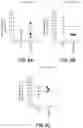Fig. 12 - COMPOSITIONS AND METHODS FOR THE TREATMENT OF KRAS ASSOCIATED DISEASES OR DISORDERS
