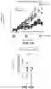 Fig. 13 - COMPOSITIONS AND METHODS FOR THE TREATMENT OF KRAS ASSOCIATED DISEASES OR DISORDERS