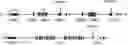 Fig. 01 - Altering Gene Expression in Modified T Cells and Uses Thereof