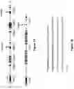 Fig. 02 - Altering Gene Expression in Modified T Cells and Uses Thereof