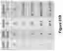 Fig. 103 - Altering Gene Expression in Modified T Cells and Uses Thereof
