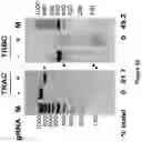 Fig. 104 - Altering Gene Expression in Modified T Cells and Uses Thereof
