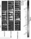 Fig. 32 - Altering Gene Expression in Modified T Cells and Uses Thereof