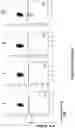 Fig. 38 - Altering Gene Expression in Modified T Cells and Uses Thereof