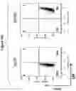 Fig. 43 - Altering Gene Expression in Modified T Cells and Uses Thereof