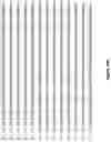 Fig. 56 - Altering Gene Expression in Modified T Cells and Uses Thereof
