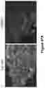 Fig. 95 - Altering Gene Expression in Modified T Cells and Uses Thereof