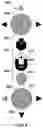 Fig. 06 - SYSTEM AND METHOD FOR LIGHT-REGULATED OLIGOMERIZATION AND PHASE SEPARATION OF FOLDED DOMAINS AND RNA GRANULE-ASSOCIATED PROTEIN DOMAINS FOR DRUG- BASED SCREENING APPLICATIONS