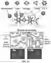 Fig. 09 - SYSTEM AND METHOD FOR LIGHT-REGULATED OLIGOMERIZATION AND PHASE SEPARATION OF FOLDED DOMAINS AND RNA GRANULE-ASSOCIATED PROTEIN DOMAINS FOR DRUG- BASED SCREENING APPLICATIONS