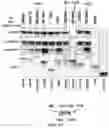 Fig. 10 - SYSTEM AND METHOD FOR LIGHT-REGULATED OLIGOMERIZATION AND PHASE SEPARATION OF FOLDED DOMAINS AND RNA GRANULE-ASSOCIATED PROTEIN DOMAINS FOR DRUG- BASED SCREENING APPLICATIONS