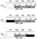 Fig. 11 - SYSTEM AND METHOD FOR LIGHT-REGULATED OLIGOMERIZATION AND PHASE SEPARATION OF FOLDED DOMAINS AND RNA GRANULE-ASSOCIATED PROTEIN DOMAINS FOR DRUG- BASED SCREENING APPLICATIONS