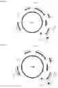 Fig. 09 - Endogenous plant expression enhancer