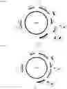 Fig. 15 - Endogenous plant expression enhancer