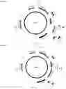Fig. 16 - Endogenous plant expression enhancer