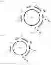 Fig. 22 - Endogenous plant expression enhancer