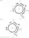 Fig. 24 - Endogenous plant expression enhancer