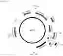 Fig. 49 - Endogenous plant expression enhancer