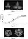 Fig. 02 - Gene Regulating Seed Weight in Improving Seed Yield in Soybean