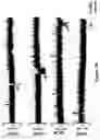 Fig. 06 - Gene Regulating Seed Weight in Improving Seed Yield in Soybean