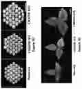 Fig. 12 - Gene Regulating Seed Weight in Improving Seed Yield in Soybean