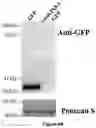 Fig. 15 - Gene Regulating Seed Weight in Improving Seed Yield in Soybean