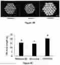 Fig. 19 - Gene Regulating Seed Weight in Improving Seed Yield in Soybean