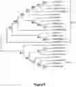 Fig. 25 - Gene Regulating Seed Weight in Improving Seed Yield in Soybean