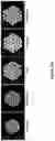 Fig. 33 - Gene Regulating Seed Weight in Improving Seed Yield in Soybean