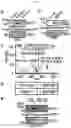 Fig. 03 - ENHANCING DROUGHT, SALINITY AND COLD TOLERANCE IN PLANTS AND TREES