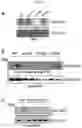 Fig. 11 - ENHANCING DROUGHT, SALINITY AND COLD TOLERANCE IN PLANTS AND TREES