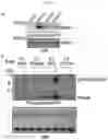 Fig. 20 - ENHANCING DROUGHT, SALINITY AND COLD TOLERANCE IN PLANTS AND TREES