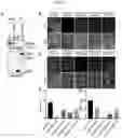 Fig. 21 - ENHANCING DROUGHT, SALINITY AND COLD TOLERANCE IN PLANTS AND TREES